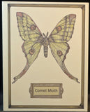 Insects Blank Cards