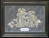 Psilcybe Semilanceata Magic Mushrooms Framed Original Illustration