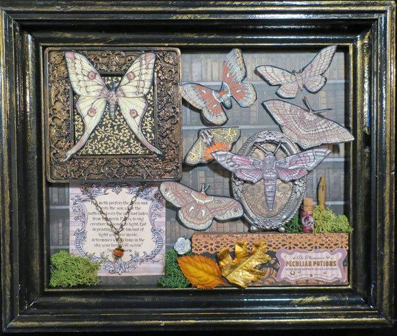 Moth Shadowbox #9