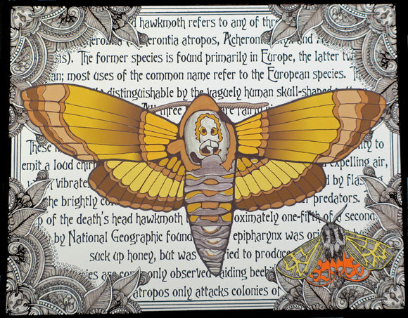 Deaths Head Moth Unframed Print