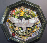 Deaths Head Moth Shadowbox