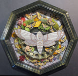 Deaths Head Moth Shadowbox