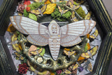 Deaths Head Moth Shadowbox