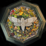 Deaths Head Moth Shadowbox