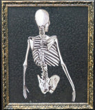 Skeleton Torso and skull framed print