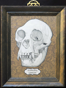 Siamang Gibbon Framed Original Illustration
