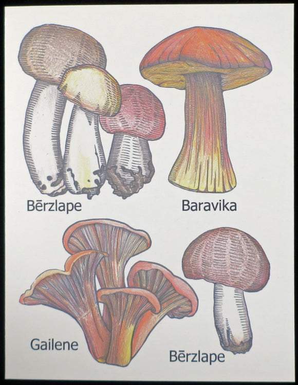 Mushrooms in Latvian