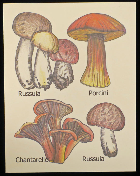 Mushrooms in English