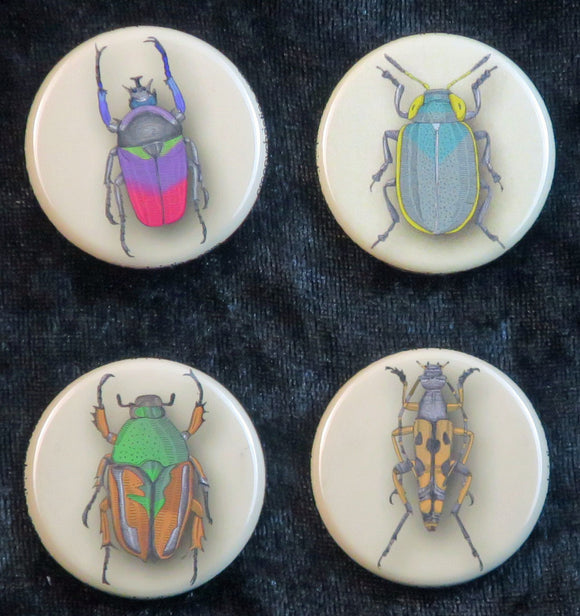beetle buttons and magnets