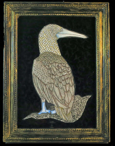 Blue Footed Booby