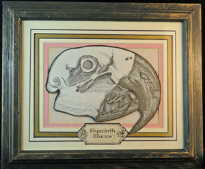 Hyacinth Macaw Skull