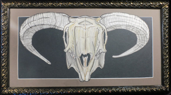 Horned Rabbit Skull