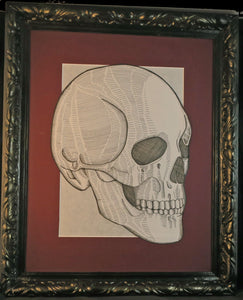 Skull