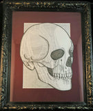 Human Skull