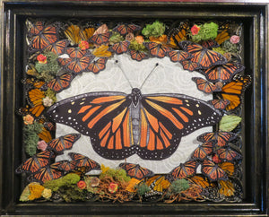 Monarch Butterfly Shadowbox