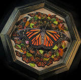 Monarch Butterfly Shadowbox