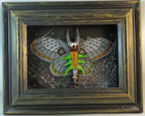 Moths - Small Shadowboxes
