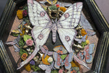 Moth Shadowbox