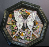 Moth Shadowbox