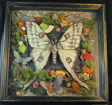 Moth Shadowbox