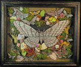 Moth Shadowbox