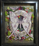 Moth Shadowbox