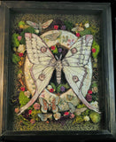 Moth Shadowbox