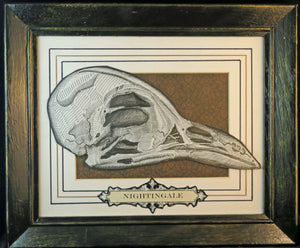 Nightingale Skull