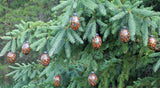 pine cone ornament with eyes