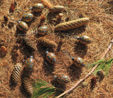 pine cone ornament with eyes
