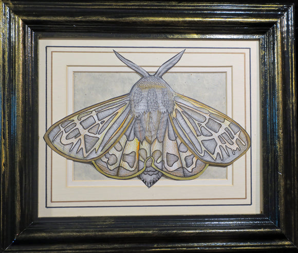 Ornate Tiger Moth 2