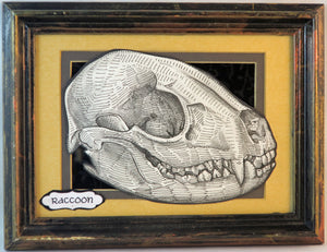 raccoon skull framed original illustration 