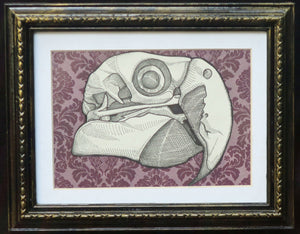 Scarlet Macaw Skull