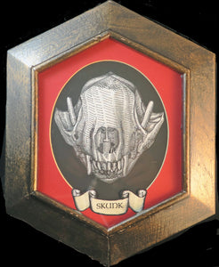 Skunk Skull