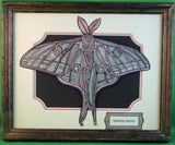 Moths