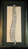 Spine