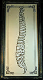 Spine