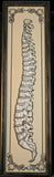 Spine