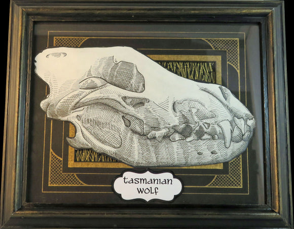 Tasmanian wolf skull 