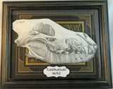 Tasmanian wolf skull 